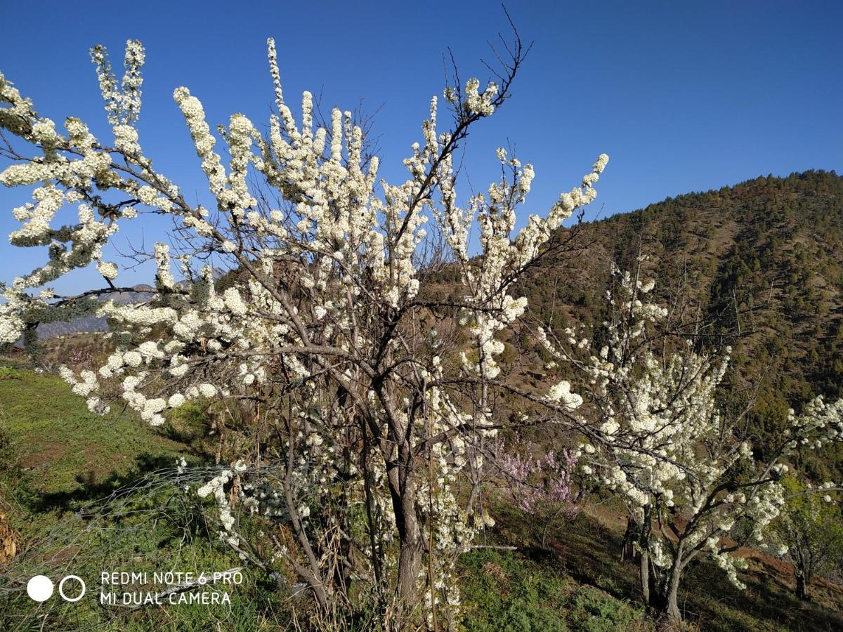 In Apple Estate Kanatal - Himalayan View Resort With Courteous Staff エクステリア 写真