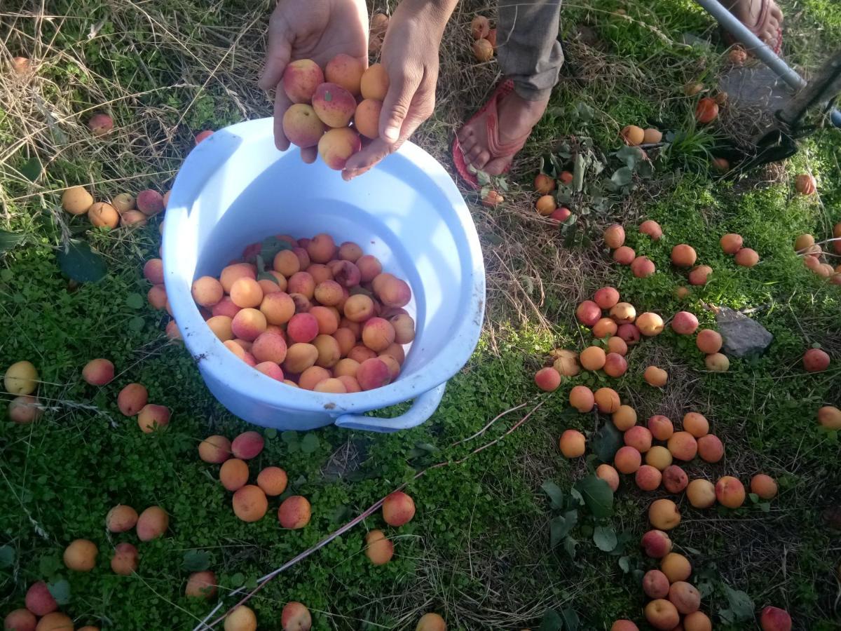 In Apple Estate Kanatal - Himalayan View Resort With Courteous Staff エクステリア 写真